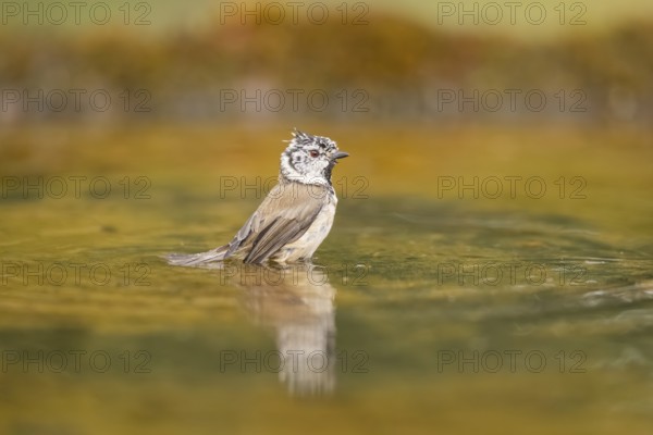 Crested tit (Parus cristatus) taking a bath in a water pool, Pinos, Solsona, Catalonia, Spain
