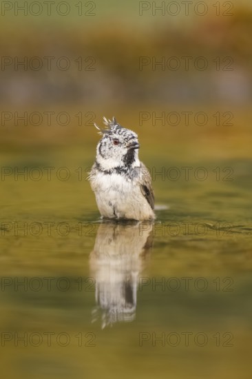 Crested tit (Parus cristatus) taking a bath in a water pool, Pinos, Solsona, Catalonia, Spain
