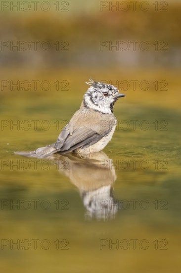 Crested tit (Parus cristatus) taking a bath in a water pool, Pinos, Solsona, Catalonia, Spain
