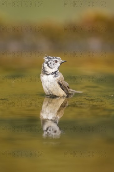 Crested tit (Parus cristatus) taking a bath in a water pool, Pinos, Solsona, Catalonia, Spain