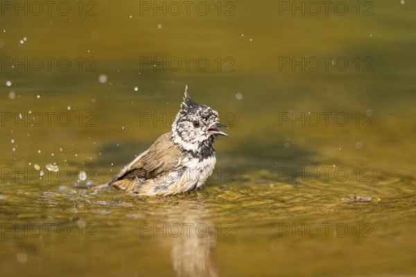 Crested tit (Parus cristatus) taking a bath in a water pool, Pinos, Solsona, Catalonia, Spain