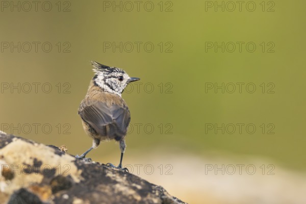 Crested tit (Parus cristatus) sitting on a rock, Pinos, Solsona, Catalonia, Spain