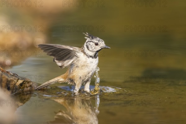 Crested tit (Parus cristatus) taking a bath in a water pool in flight, Pinos, Solsona, Catalonia, Spain
