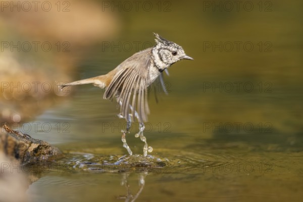Crested tit (Parus cristatus) taking a bath in a water pool in flight, Pinos, Solsona, Catalonia, Spain