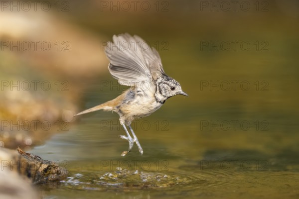 Crested tit (Parus cristatus) taking a bath in a water pool in flight, Pinos, Solsona, Catalonia, Spain