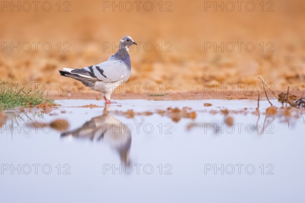 Rock dove (Columba livia) on a farmers field at a water pool, Belchite, Aragon, Saragossa, Spain