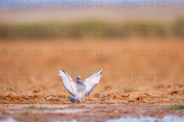 Rock dove (Columba livia) flying on a farmers field, Belchite, Aragon, Saragossa, Spain