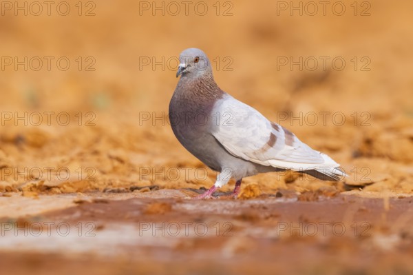 Rock dove (Columba livia) on a farmers field, Belchite, Aragon, Saragossa, Spain