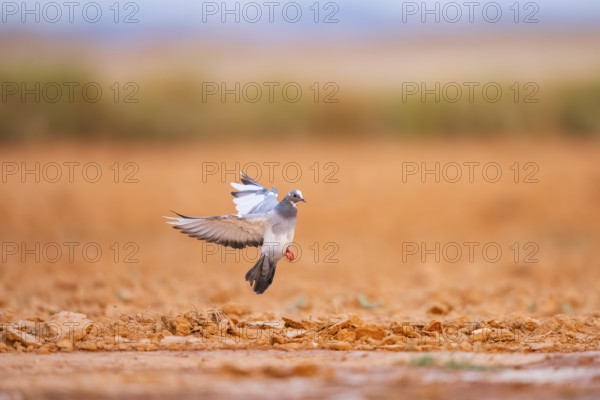 Rock dove (Columba livia) flying on a farmers field, Belchite, Aragon, Saragossa, Spain