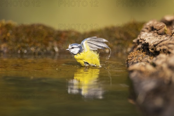 Blue tit (Cyanistes caeruleus) flying at a water pool, Pinos, Solsona, Catalonia, Spain