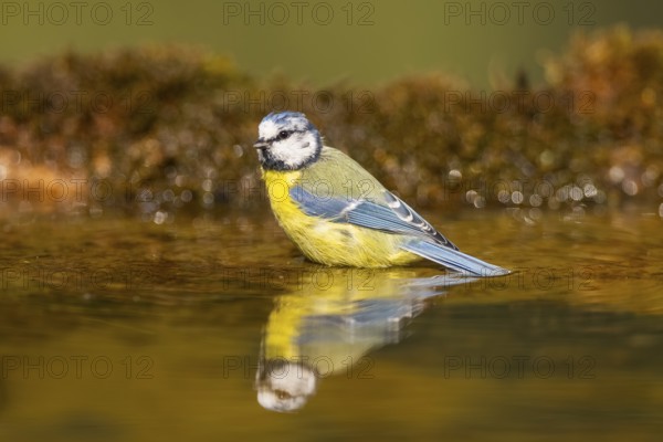 Blue tit (Cyanistes caeruleus) at a water pool, Pinos, Solsona, Catalonia, Spain