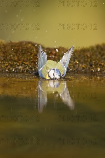Blue tit (Cyanistes caeruleus) bathing in a water pool, Pinos, Solsona, Catalonia, Spain
