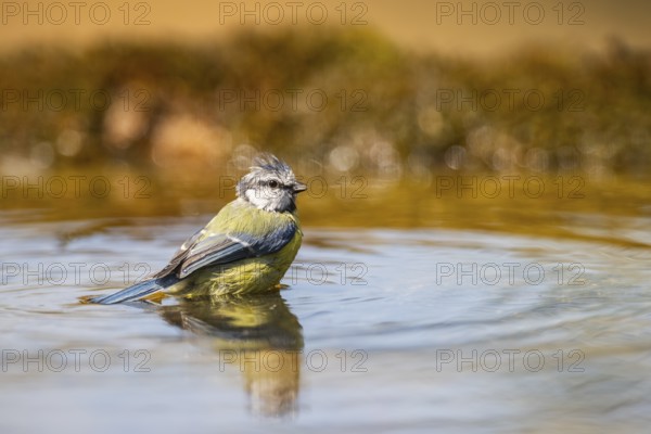 Blue tit (Cyanistes caeruleus) at a water pool, Pinos, Solsona, Catalonia, Spain
