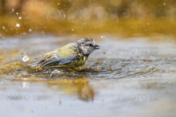 Blue tit (Cyanistes caeruleus) bathing in a water pool, Pinos, Solsona, Catalonia, Spain