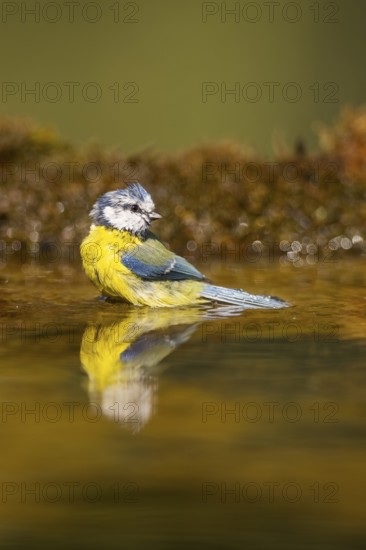 Blue tit (Cyanistes caeruleus) at a water pool, Pinos, Solsona, Catalonia, Spain