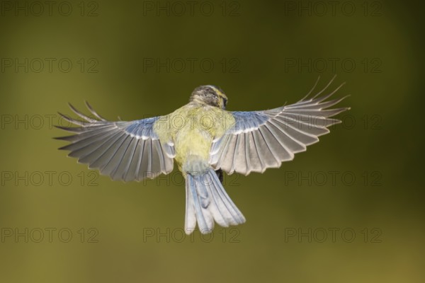 Blue tit (Cyanistes caeruleus) flying at a water pool, Pinos, Solsona, Catalonia, Spain