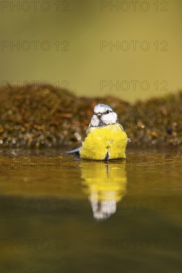 Blue tit (Cyanistes caeruleus) at a water pool, Pinos, Solsona, Catalonia, Spain
