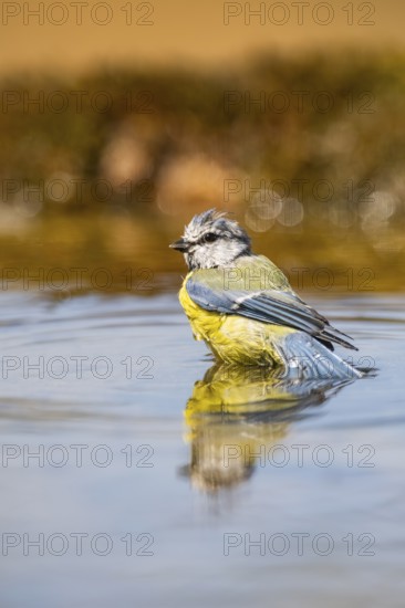 Blue tit (Cyanistes caeruleus) at a water pool, Pinos, Solsona, Catalonia, Spain