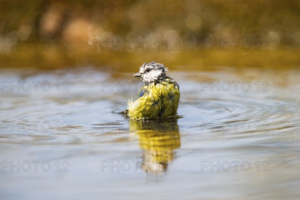 Blue tit (Cyanistes caeruleus) at a water pool, Pinos, Solsona, Catalonia, Spain
