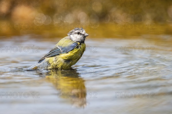 Blue tit (Cyanistes caeruleus) at a water pool, Pinos, Solsona, Catalonia, Spain