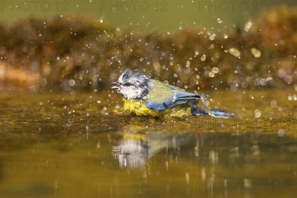 Blue tit (Cyanistes caeruleus) bathing in a water pool, Pinos, Solsona, Catalonia, Spain