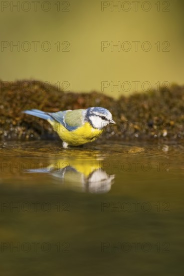 Blue tit (Cyanistes caeruleus) at a water pool, Pinos, Solsona, Catalonia, Spain