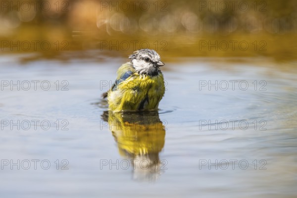 Blue tit (Cyanistes caeruleus) at a water pool, Pinos, Solsona, Catalonia, Spain
