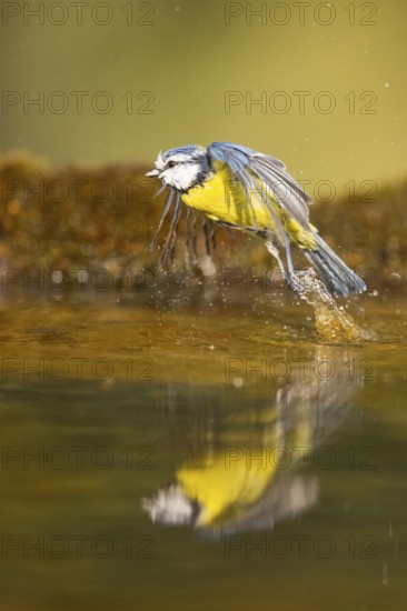 Blue tit (Cyanistes caeruleus) flying at a water pool, Pinos, Solsona, Catalonia, Spain