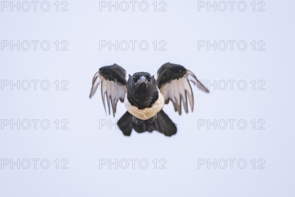 European magpie (Pica pica) flying over a field, Belchite, Aragon, Saragossa, Spain