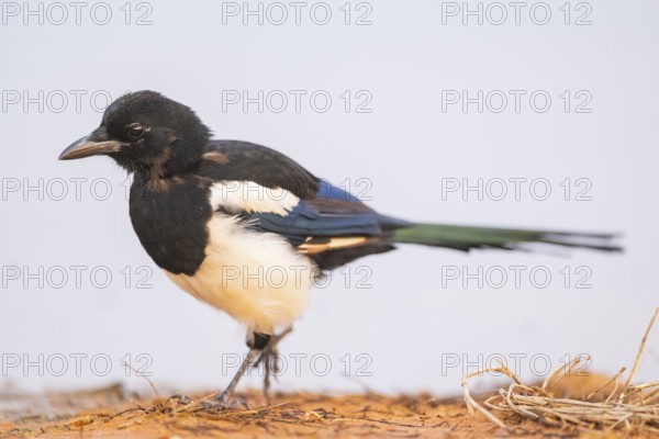 European magpie (Pica pica) on a farmers field at a drinking pool, Belchite, Aragon, Saragossa, Spain