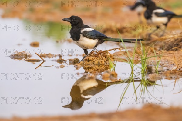 European magpie (Pica pica) on a farmers field at a drinking pool, Belchite, Aragon, Saragossa, Spain