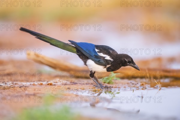 European magpie (Pica pica) on a farmers field, Belchite, Aragon, Saragossa, Spain