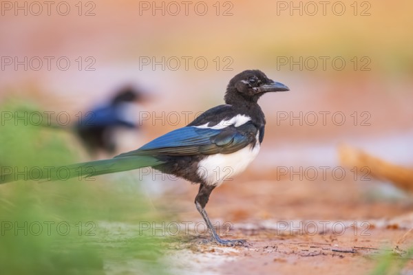 European magpie (Pica pica) on a farmers field, Belchite, Aragon, Saragossa, Spain