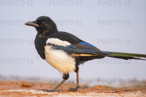 European magpie (Pica pica) on a farmers field at a drinking pool, Belchite, Aragon, Saragossa, Spain