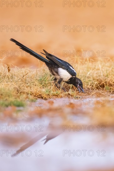 European magpie (Pica pica) on a farmers field at a drinking pool, Belchite, Aragon, Saragossa, Spain