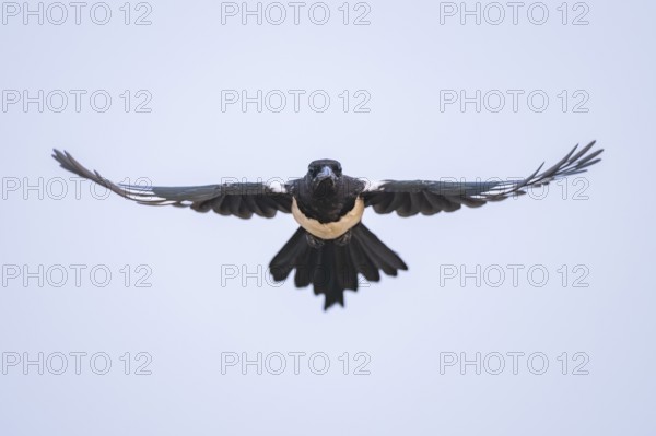 European magpie (Pica pica) flying over a field, Belchite, Aragon, Saragossa, Spain