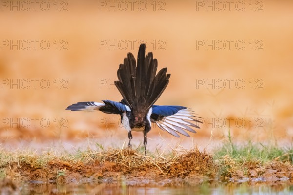 European magpie (Pica pica) on a farmers field, Belchite, Aragon, Saragossa, Spain
