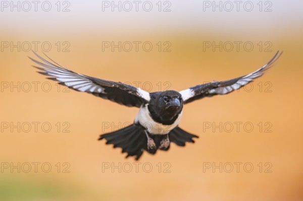 European magpie (Pica pica) flying over a field, Belchite, Aragon, Saragossa, Spain