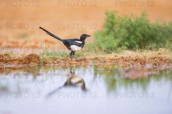 European magpie (Pica pica) on a farmers field at a drinking pool, Belchite, Aragon, Saragossa, Spain