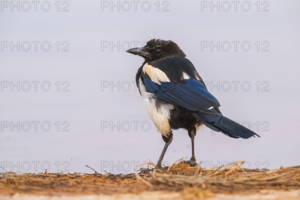 European magpie (Pica pica) on a farmers field at a drinking pool, Belchite, Aragon, Saragossa, Spain