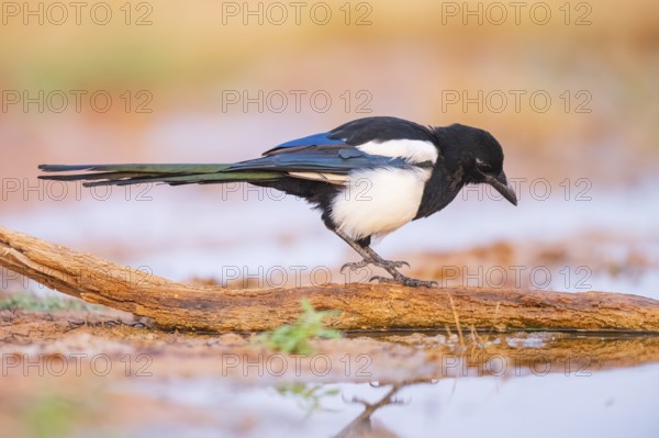 European magpie (Pica pica) on a farmers field at a drinking pool, Belchite, Aragon, Saragossa, Spain