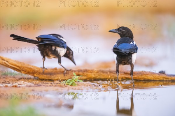 European magpie (Pica pica) on a farmers field at a drinking pool, Belchite, Aragon, Saragossa, Spain