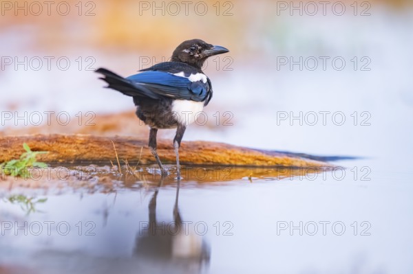 European magpie (Pica pica) on a farmers field at a drinking pool, Belchite, Aragon, Saragossa, Spain