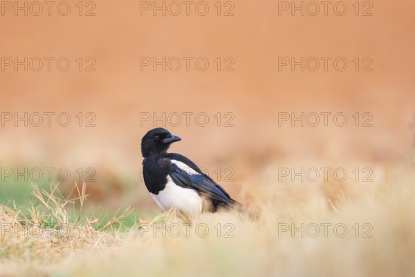 European magpie (Pica pica) on a farmers field, Belchite, Aragon, Saragossa, Spain