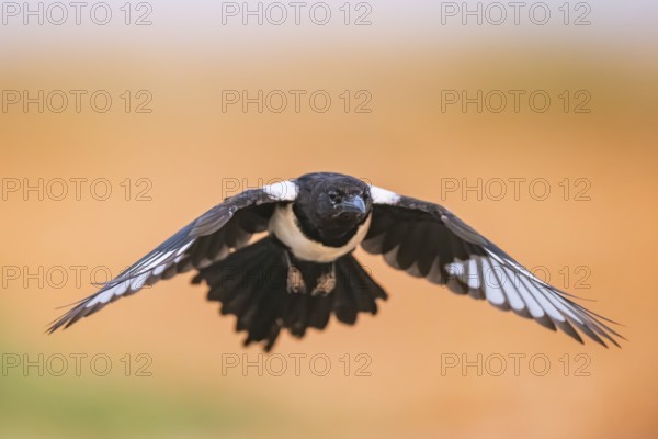 European magpie (Pica pica) flying over a field, Belchite, Aragon, Saragossa, Spain