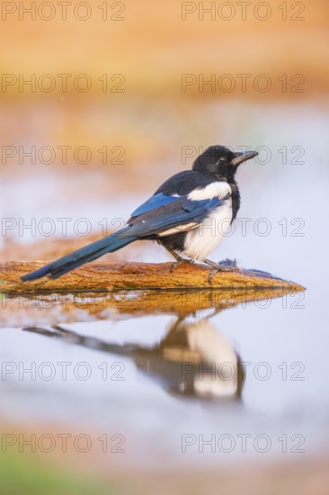 European magpie (Pica pica) on a farmers field at a drinking pool, Belchite, Aragon, Saragossa, Spain