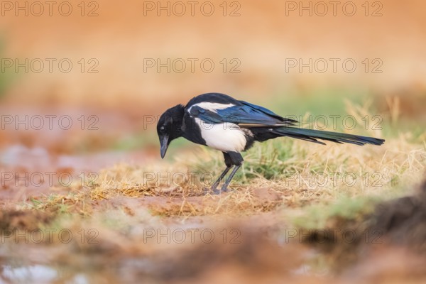 European magpie (Pica pica) on a farmers field, Belchite, Aragon, Saragossa, Spain