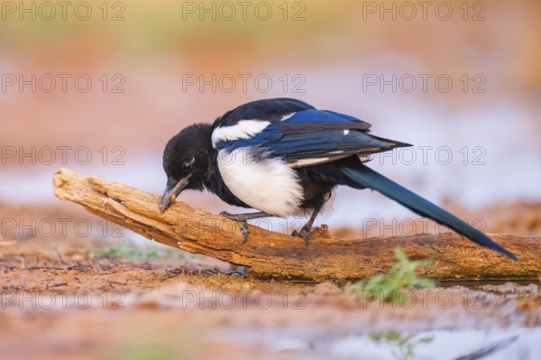 European magpie (Pica pica) on a farmers field, Belchite, Aragon, Saragossa, Spain