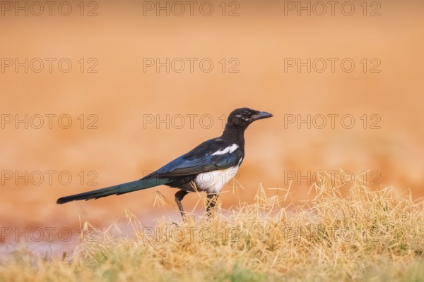 European magpie (Pica pica) on a farmers field, Belchite, Aragon, Saragossa, Spain