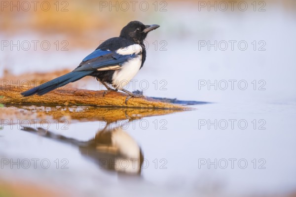European magpie (Pica pica) on a farmers field at a drinking pool, Belchite, Aragon, Saragossa, Spain